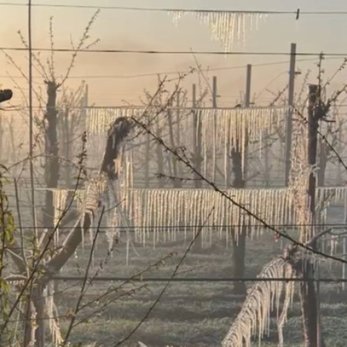Înghețul a afectat drastic livezile agricultorilor din România