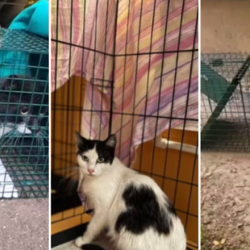 Voluntarii salvează animale blocate în blocurile afectate de explozia din Rahova